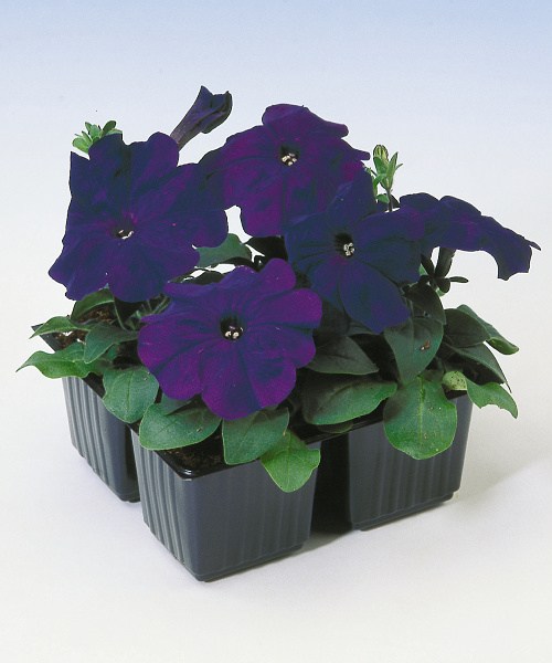 366.15 Petunia lambada mf F1 blue 2